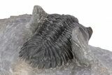 Detailed Hollardops Trilobite - Excellent Eye Facets #221037-4